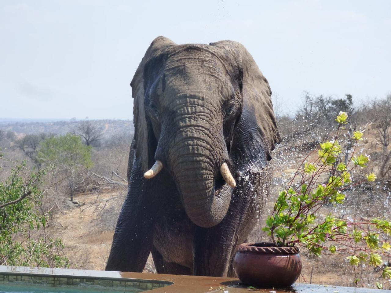 Mbizi Bush Lodge Grietjie Game Reserve Экстерьер фото